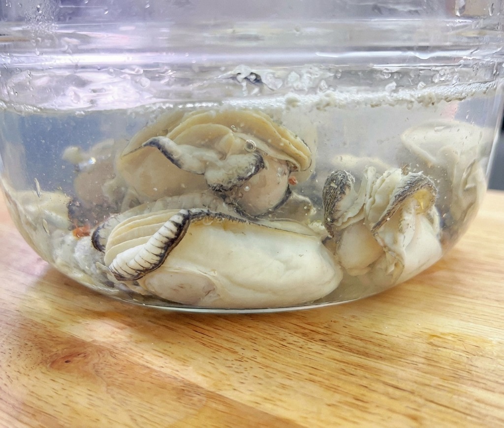 下茹でした牡蠣を、清潔な冷水が入ったガラスボウルに浸して冷却している様子。