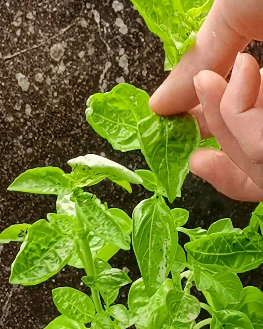 ブレンダーで作られた鮮やかな緑色のアボカドバジルソース