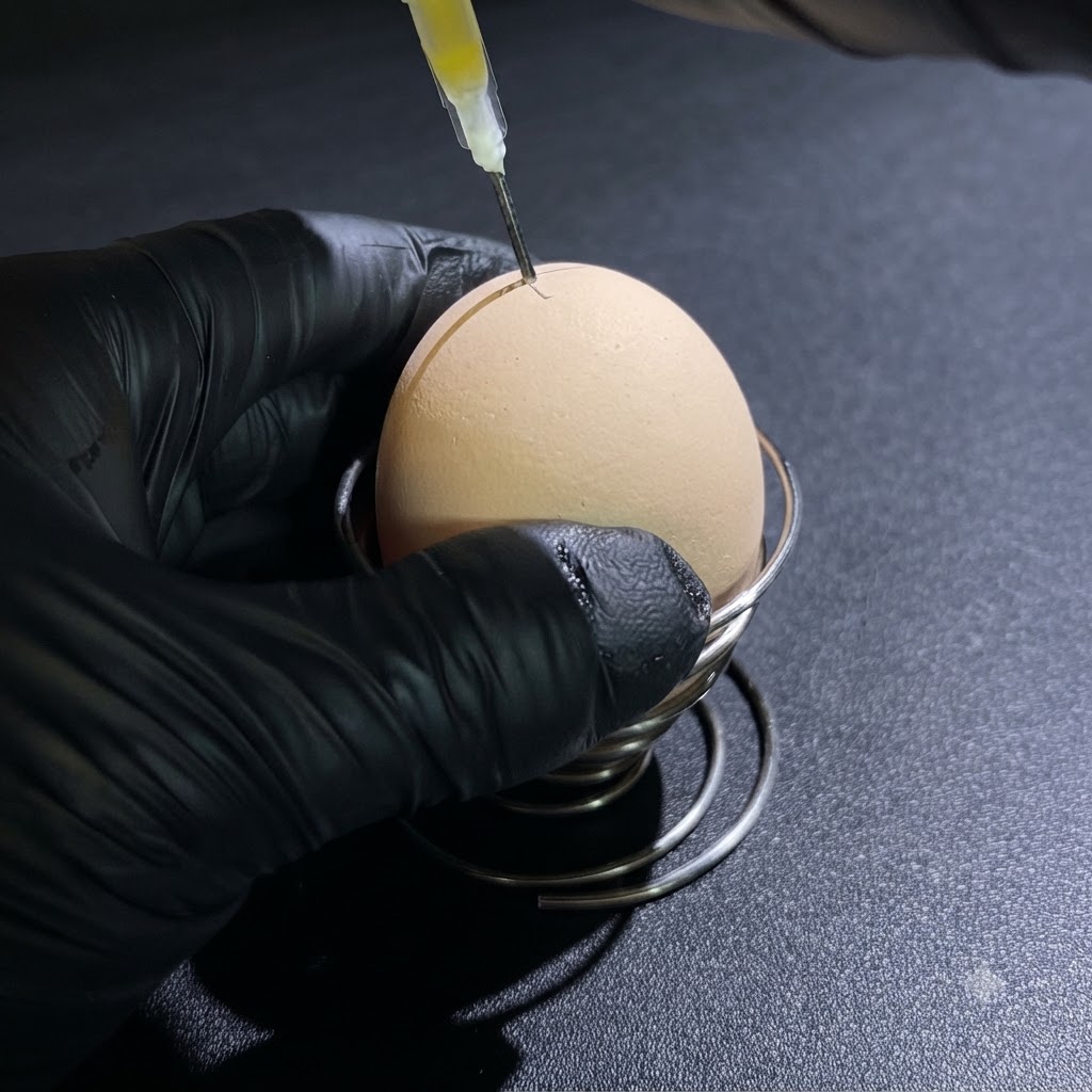 黒い手袋を着用した人が注射器を使って卵の上の小さな穴から生卵の液体を吸い出している様子。